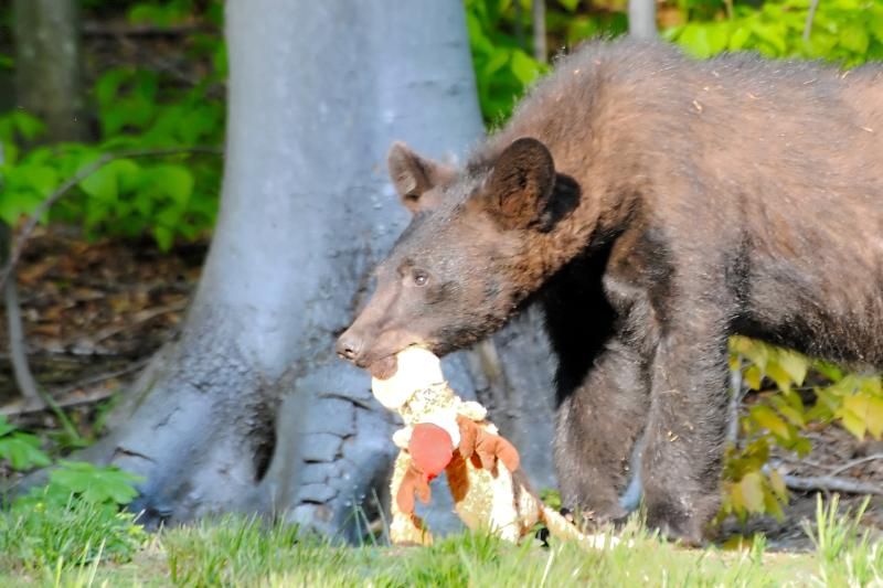 Bear eating deer! Hunting Related Pictures Hunting New York NY Empire State Hunting Forum